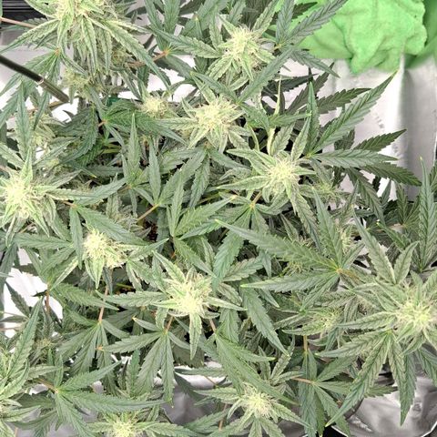 Epsilon growlog timeline photo