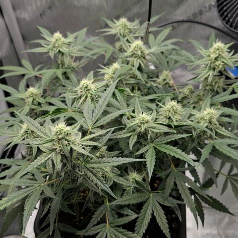 Epsilon growlog timeline photo