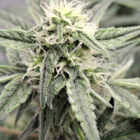 Epsilon growlog timeline photo