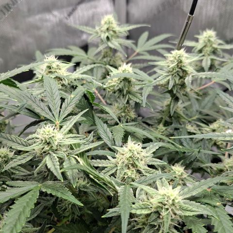 Epsilon growlog timeline photo