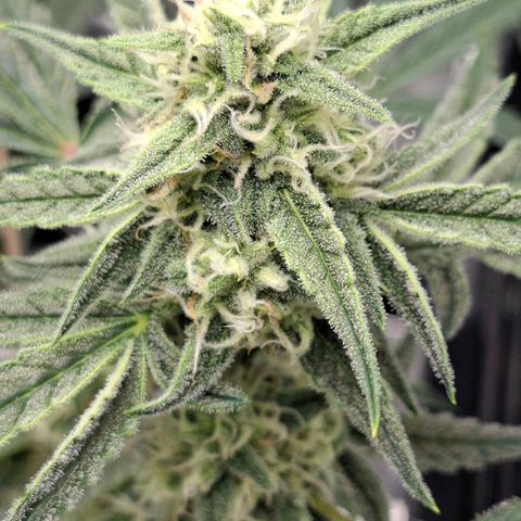 Epsilon growlog timeline photo