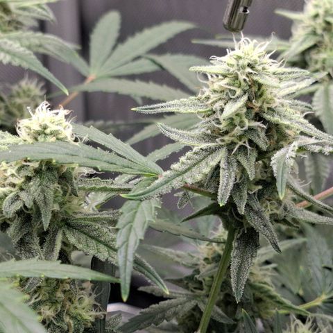 Epsilon growlog timeline photo