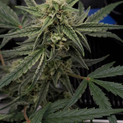 Epsilon growlog timeline photo
