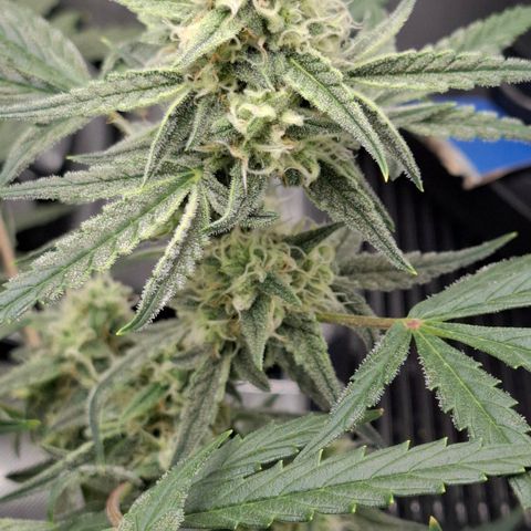 Epsilon growlog timeline photo