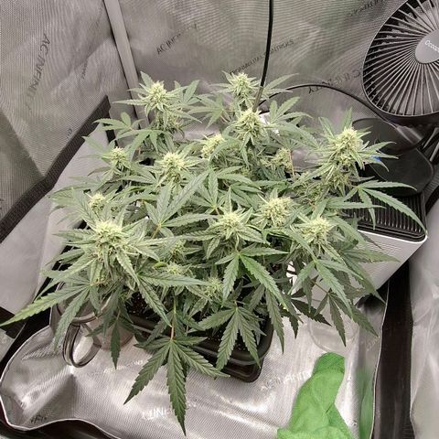 Epsilon growlog timeline photo