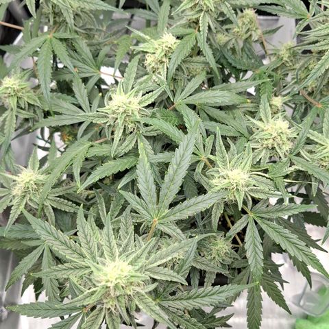 Epsilon growlog timeline photo