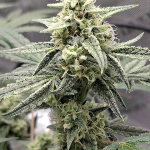 Epsilon growlog timeline photo