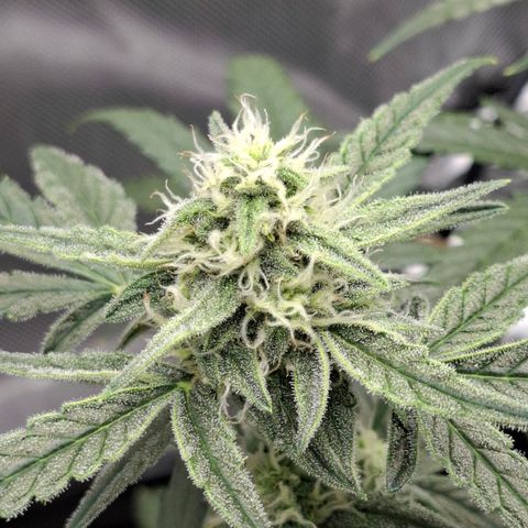 Epsilon growlog timeline photo