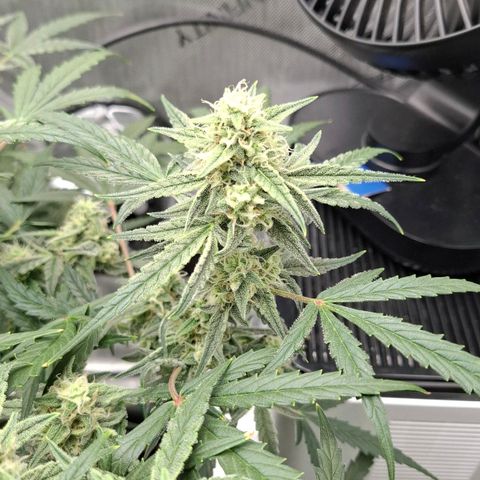 Epsilon growlog timeline photo