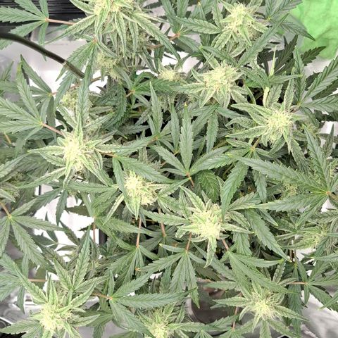Epsilon growlog timeline photo