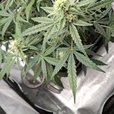 Epsilon growlog timeline photo