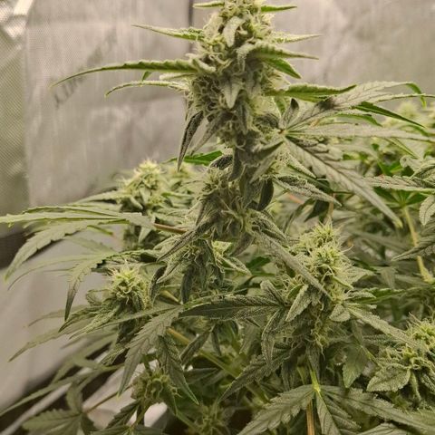 Epsilon growlog timeline photo