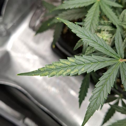 Epsilon growlog timeline photo