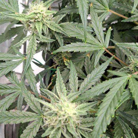 Epsilon growlog timeline photo