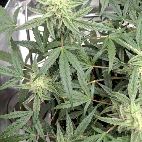 Epsilon growlog timeline photo