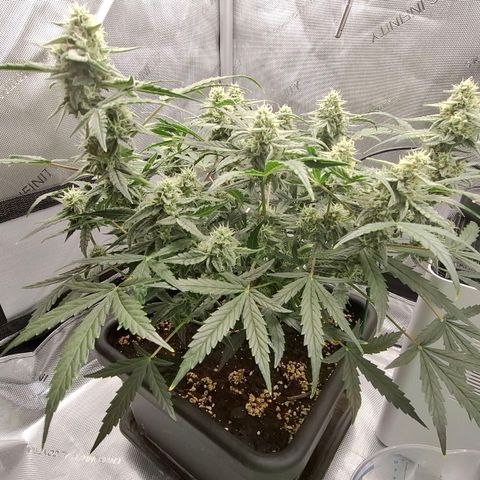 Epsilon growlog timeline photo