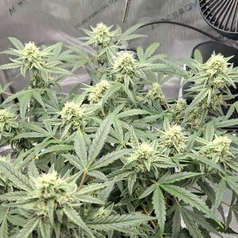 Epsilon growlog timeline photo