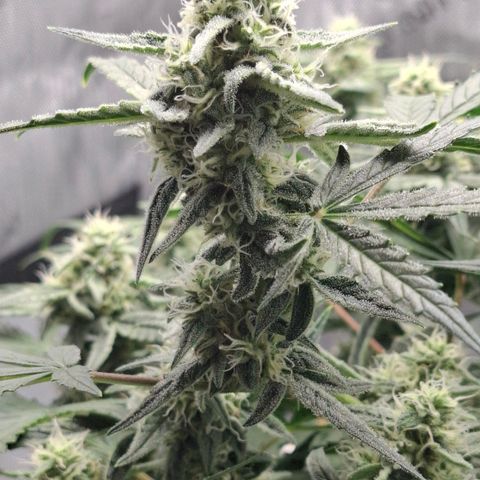 Epsilon growlog timeline photo