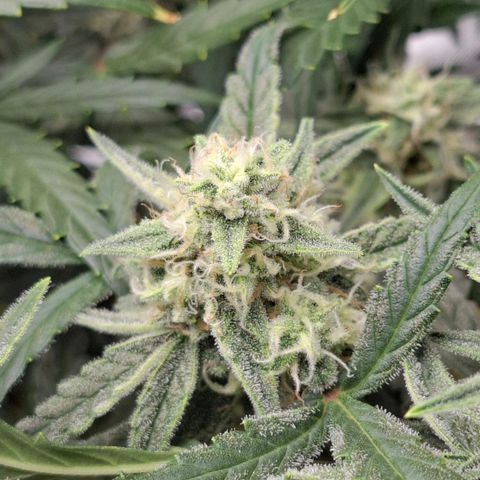 Epsilon growlog timeline photo