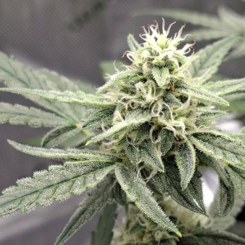 Epsilon growlog timeline photo