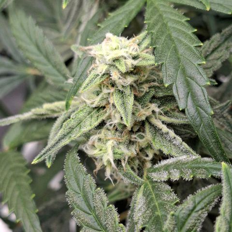 Epsilon growlog timeline photo