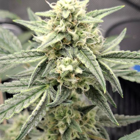Epsilon growlog timeline photo