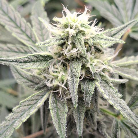 Epsilon growlog timeline photo