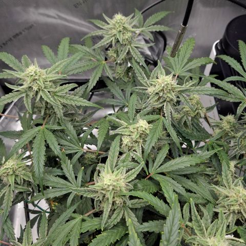 Epsilon growlog timeline photo