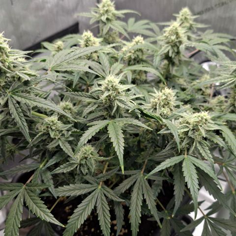 Epsilon growlog timeline photo