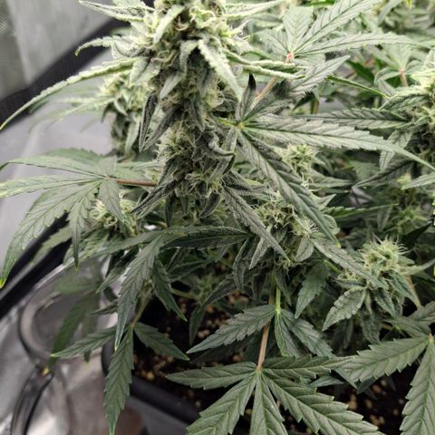 Epsilon growlog timeline photo