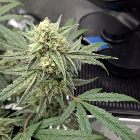 Epsilon growlog timeline photo