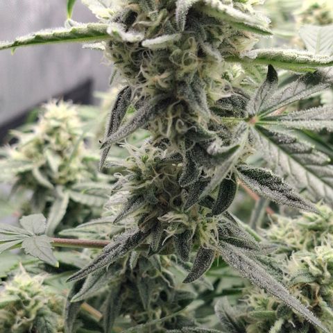 Epsilon growlog timeline photo