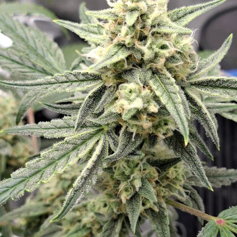 Epsilon growlog timeline photo