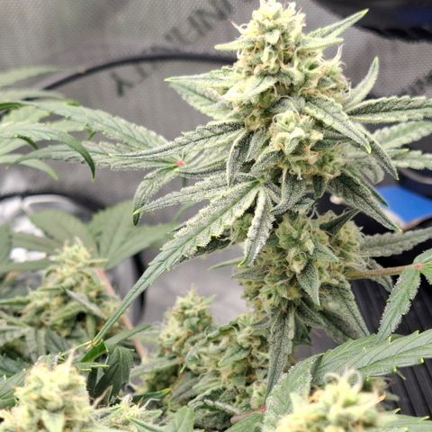 Epsilon growlog timeline photo