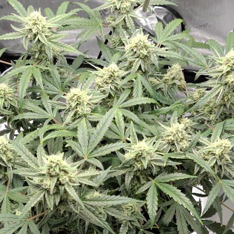 Epsilon growlog timeline photo