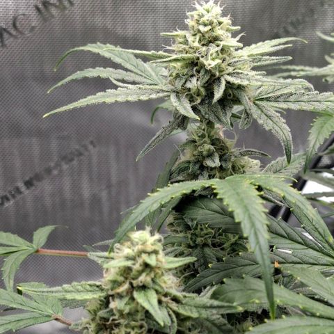 Epsilon growlog timeline photo