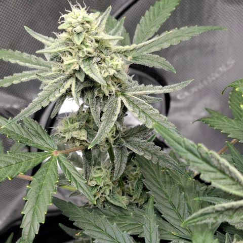 Epsilon growlog timeline photo
