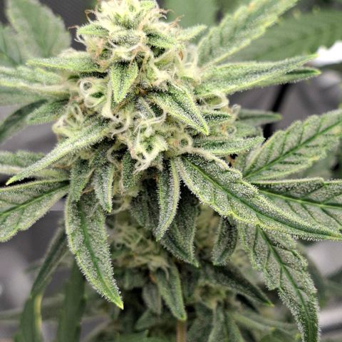 Epsilon growlog timeline photo
