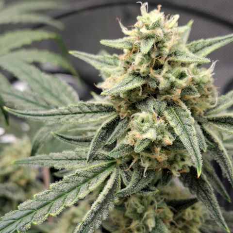 Epsilon growlog timeline photo