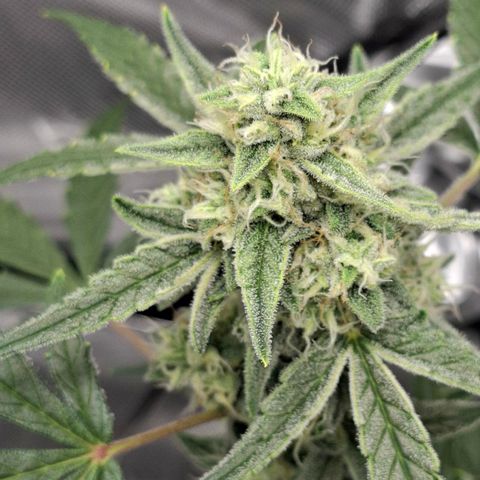 Epsilon growlog timeline photo