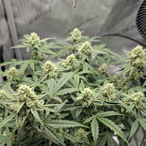 Epsilon growlog timeline photo