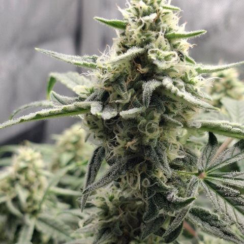 Epsilon growlog timeline photo