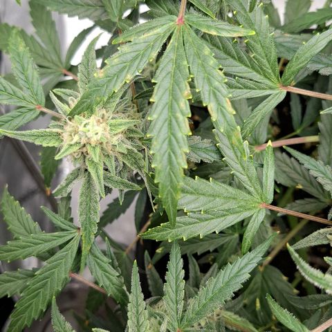 Epsilon growlog timeline photo