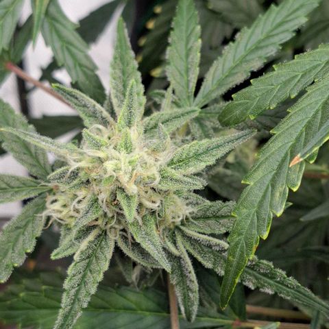 Epsilon growlog timeline photo