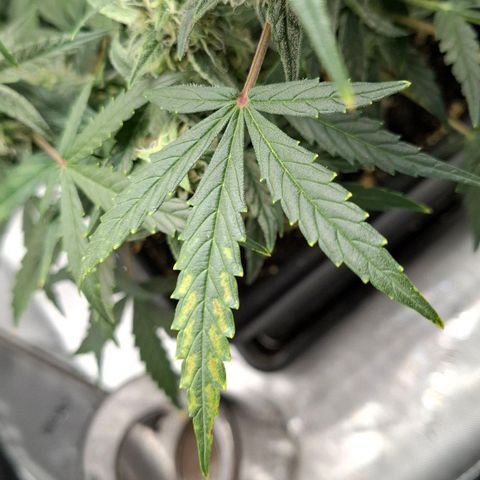 Epsilon growlog timeline photo