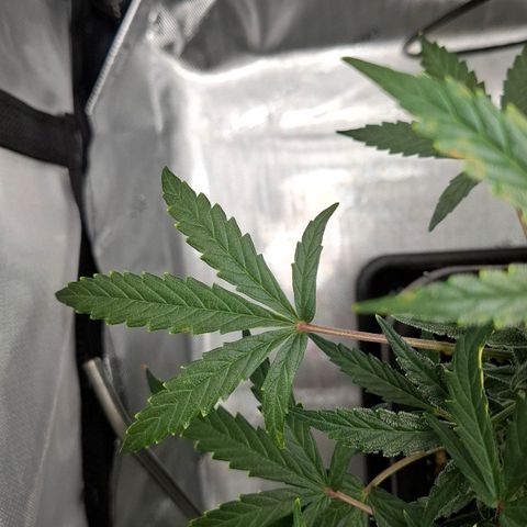 Epsilon growlog timeline photo