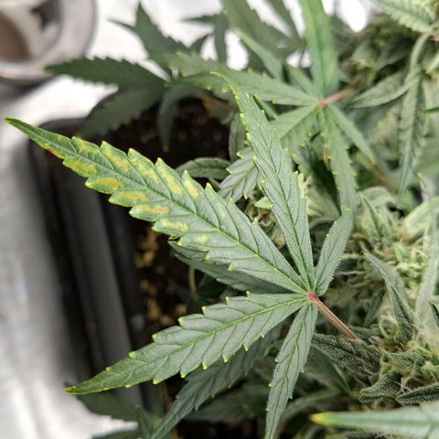 Epsilon growlog timeline photo