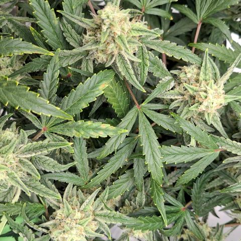 Epsilon growlog timeline photo