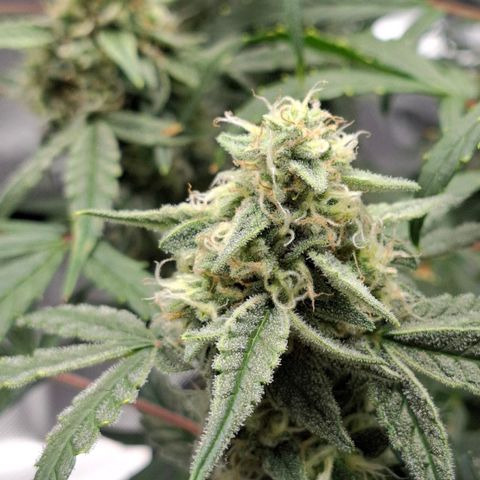 Epsilon growlog timeline photo