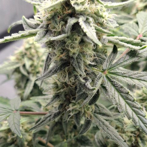 Epsilon growlog timeline photo